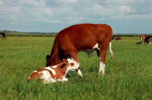 幼齡動(dòng)物的營(yíng)養(yǎng)結(jié)構(gòu)很重要