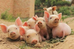 什么是豬糧比？豬糧比怎么計算？